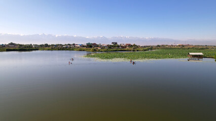 People swim on sup boards in a pond with lotuses. Top view from the throne. Green fields, water lilies floating on the water. Pink flowers are growing. Relax in the middle of the lake on surfing