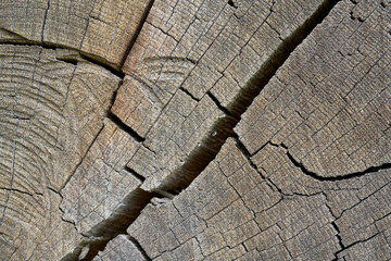 Wood of an old weathered oak with cracks and annual rings