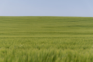 green barley fields, in rolling terrain with blue skies. biodiversity and nature