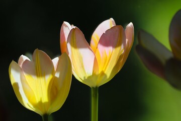 Fototapeta premium gelbe Tulpen im Licht