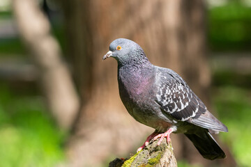 Beautiful pigeon bird standing on grass..