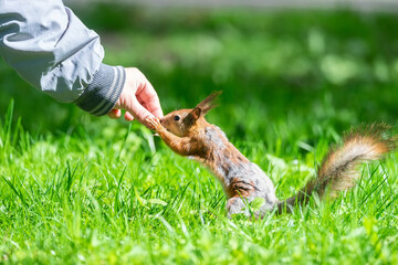 Red squirrel sits in the grass..