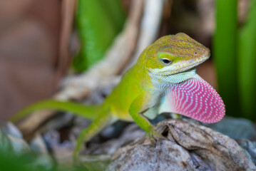 Gecko ready to reproduce