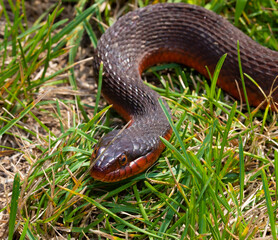 Snake coming toward the camera