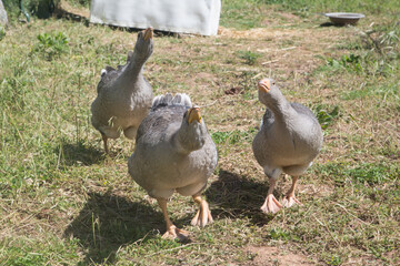 Three curious geese walking toward the viewer, with raised outstretched heads