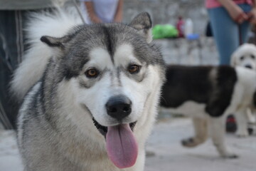 Alaskan Malamute on vacation in the summer
