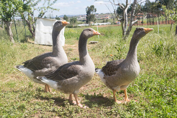 Three geese looking to the right side with grass and trees in the background