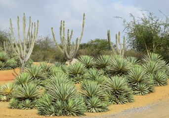 Group of different sized variegated Sisal Agave plants with finger cactus in the background in a tropical garden