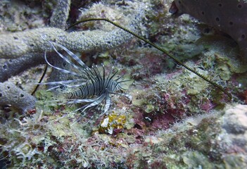 Naklejka na ściany i meble Underwater image of a juvenile Lionfish an invasive fish species in the reef, side view