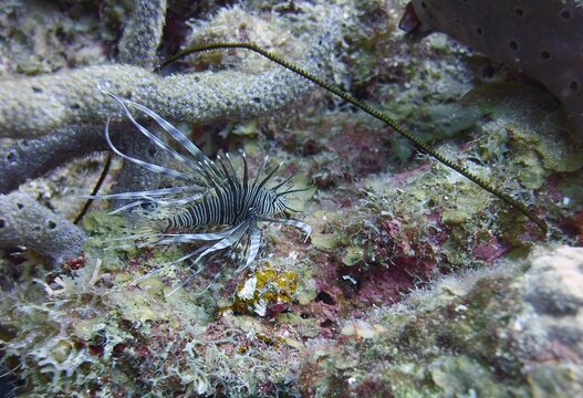 Underwater image of a juvenile Lionfish an invasive fish species in the reef, side view