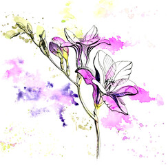Obraz na płótnie Canvas Watercolor and ink hand-drawn freesia flower