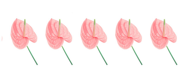 Pattern of a pink flower on a white background.