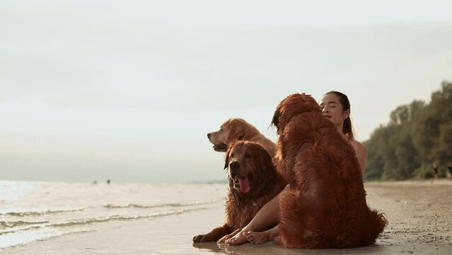 Happy woman with dog golden group sitting relax and resting at sunset enjoy freedom on the beach, Female with pets happiness outdoor people lifestyle.