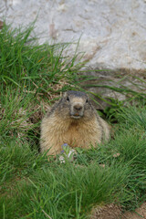 Alpine marmot at entrance of burrow
