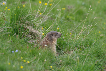 Naklejka na ściany i meble Alpine marmot at entrance of burrow