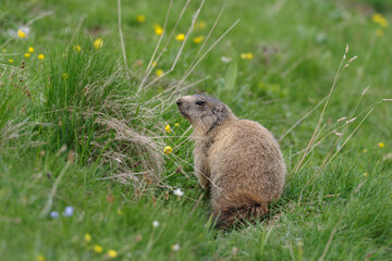 Naklejka na ściany i meble Alpine marmot at entrance of burrow