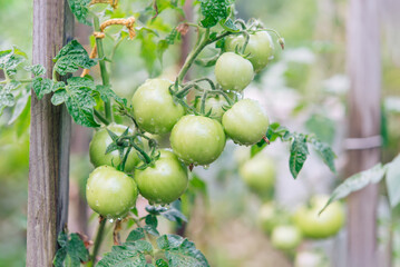Bunch of tomatoes on a plant during ripening. Outdoors.	