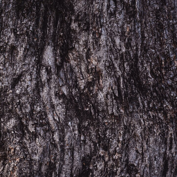 Close up of dark tree bark texture