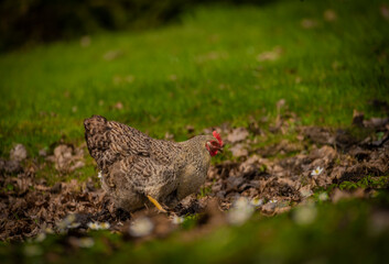 Black cock and color hens in spring on fresh grass and flowers