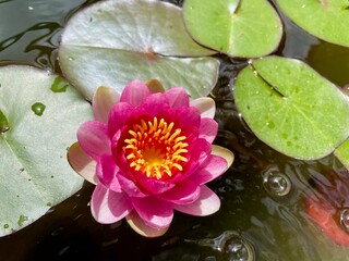 pink water lily in Pond 