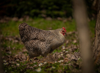Black cock and color hens in spring on fresh grass and flowers