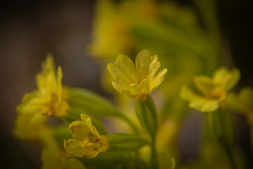 Obraz premium Cowslip flower in spring fresh day with black shadow