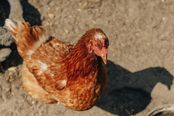 Chickens and bird flu, epidemic