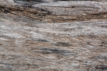 Naklejka na ściany i meble dry tree texture,Texture Of Wood