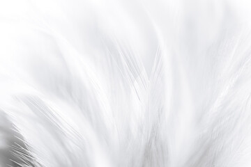 Obraz premium White macro feather texture,bohemian bohemian vintage style trend color feather texture background