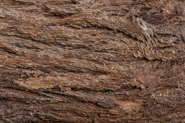 Bark of cedar tree texture background,dry tree texture,Texture Of Wood
