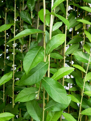 Obraz premium Green leaves background wallpaper