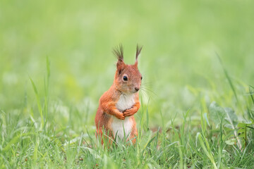 Red squirrel sits in the grass...