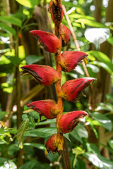 Plante du Costa Rica