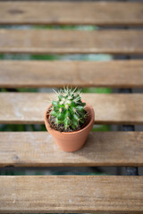 small cactucs pot on wooden table background