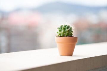 small pot of cactucs on a balcony with a city background