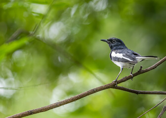 Oriental Magpie male on a tree