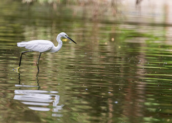 Egret in a lake concentrating