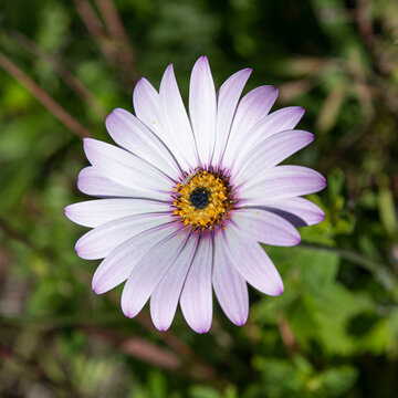 Close-up Of A South African Daisy In A Garden With A Green Background