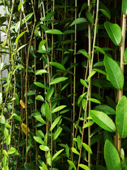 Green leaves background wallpaper