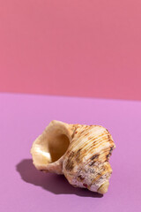 Seashell. Sea shell on a violet background.