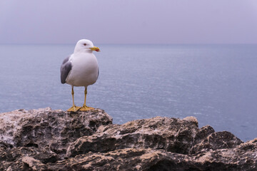 White seagull on a rock above the ocean