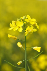 Flowering oilseed rape. Close up.