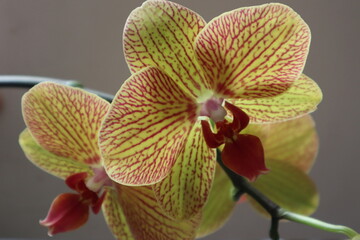 Naklejka premium orchid on a green