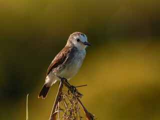 Freirinha (Arundinicola leucocephala)