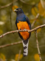 Surucuá-de-barriga-amarela (Trogon viridis)