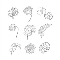 Tropical flowers and leaves on white background.