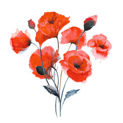 Watercolor red poppies. Composition of red poppies on a white background