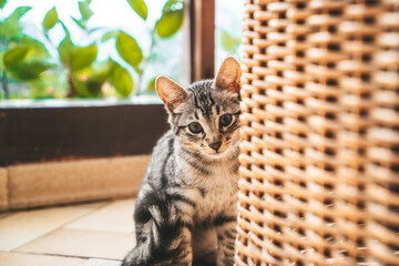 gatito