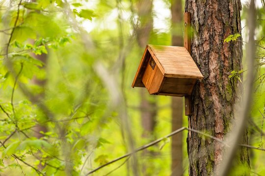 A wooden, orange colored, birdhouse, rhombus shape, attached to a tree bark. Springtime in a forest with fresh green leaves.