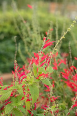 Salvia elegans Pineapple sage Plant